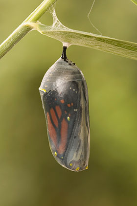 Cocoon